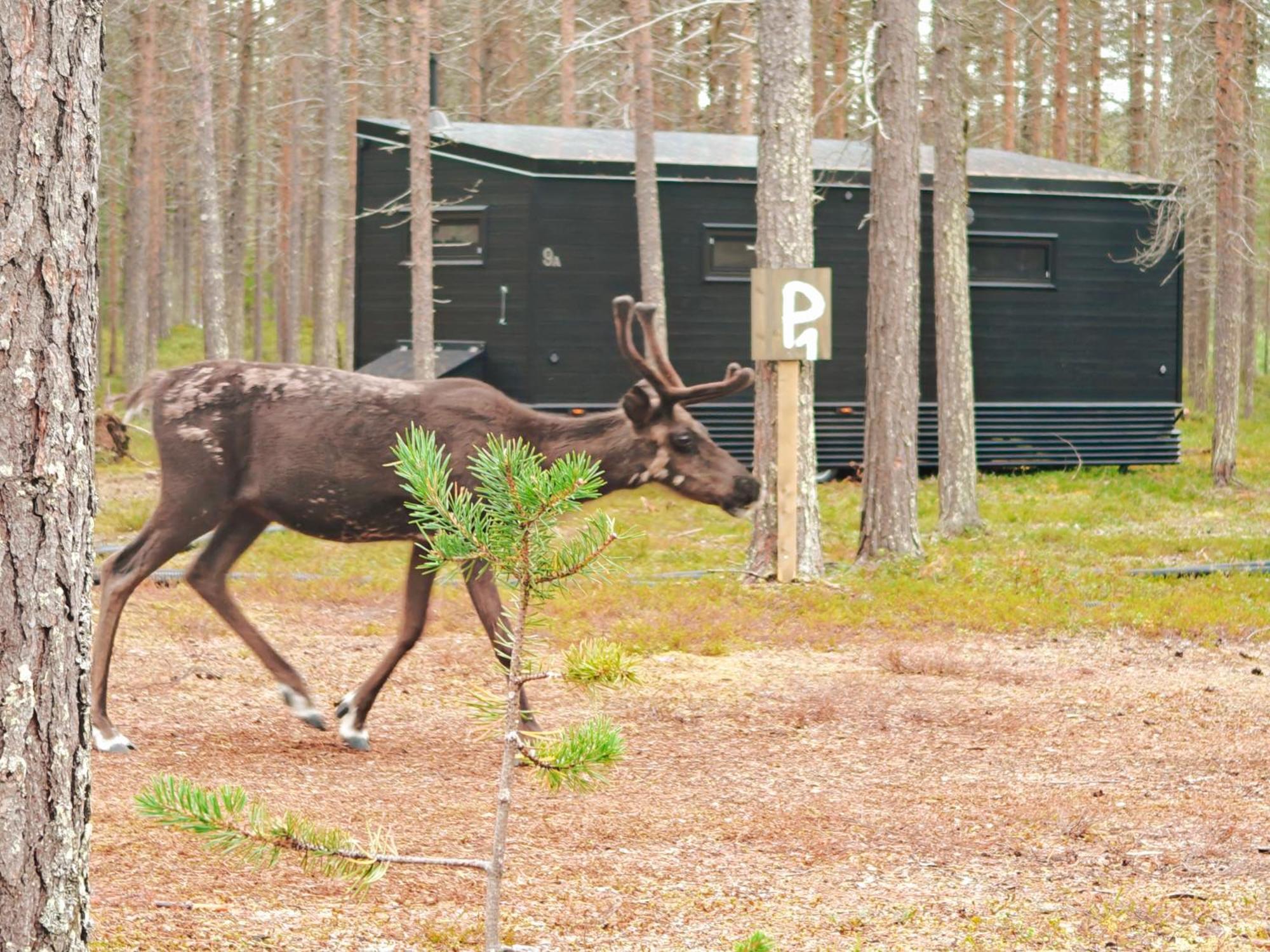 Lapland Riverside, Landscape Cabin, Kuukkeli 6, Yllaes, Tiny Home With Sauna, Fireplace, Terrace, Bbq, Wifi, Ski, Fishing, Pets Ok Äkäslompolo Extérieur photo